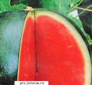 Ceva bun :P - Nepotuecs - ~~Fructe~~