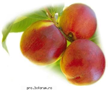 Ceva bun :P - Nepotuecs - ~~Fructe~~