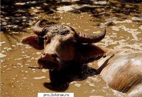 Poze cu .... - Nepotuecs - ~~Animale si altele~~