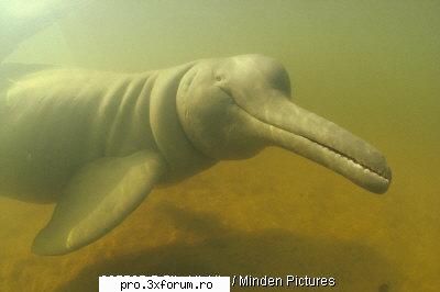 Poze cu .... - Nepotuecs - ~~Animale si altele~~