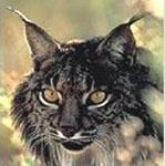 Poze cu .... - Nepotuecs - ~~Animale si altele~~