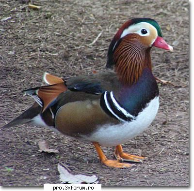 Poze cu .... - Nepotuecs - ~~Animale si altele~~