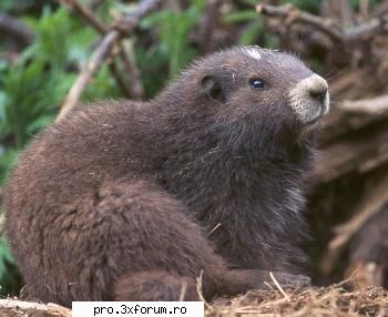 Poze cu .... - Nepotuecs - ~~Animale si altele~~