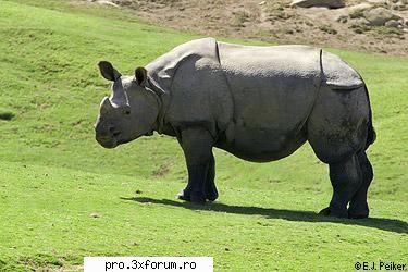 Poze cu .... - Nepotuecs - ~~Animale si altele~~