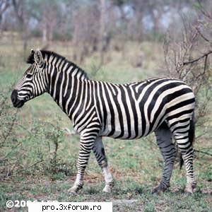 Poze cu .... - Nepotuecs - ~~Animale si altele~~