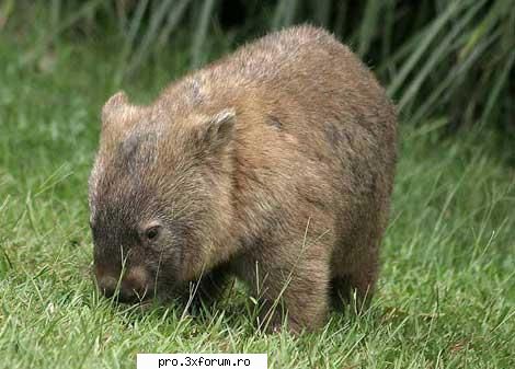 Poze cu .... - Nepotuecs - ~~Animale si altele~~