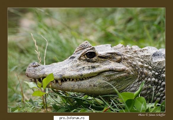 Poze cu .... - Nepotuecs - ~~Animale si altele~~