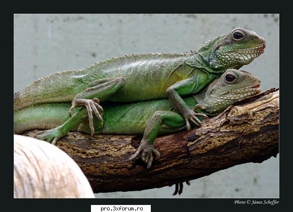 Poze cu .... - Nepotuecs - ~~Animale si altele~~