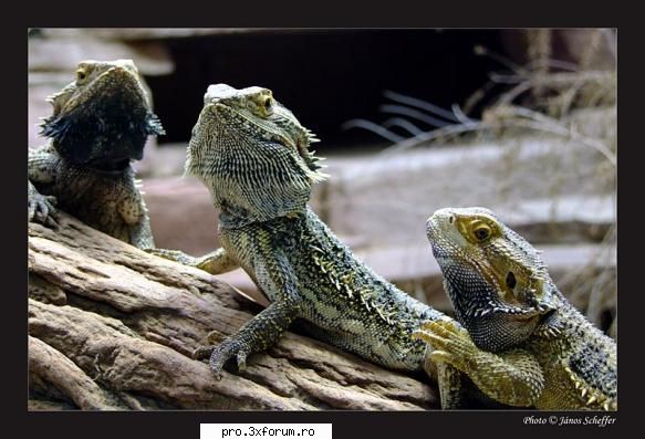 Poze cu .... - Nepotuecs - ~~Animale si altele~~