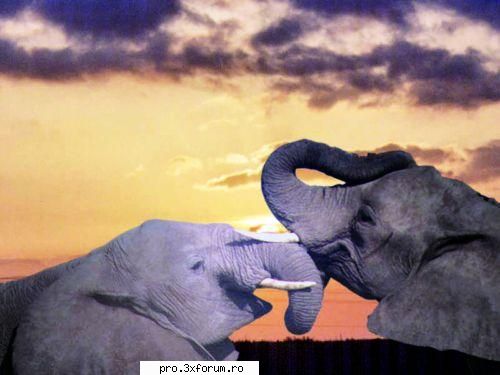 Poze cu .... - Nepotuecs - ~~Animale si altele~~