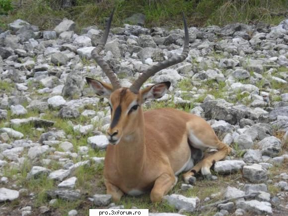 Poze cu .... - Nepotuecs - ~~Animale si altele~~