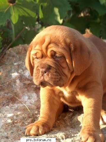 Poze cu .... - Nepotuecs - ~~Animale si altele~~